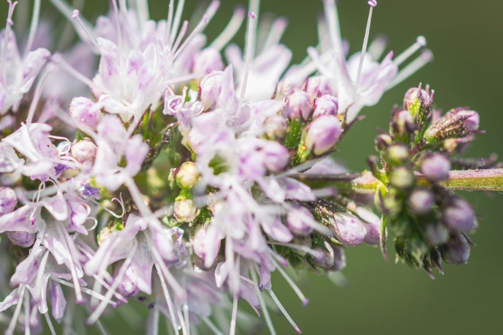 De cerca. Muy&nbsp;cerca.
